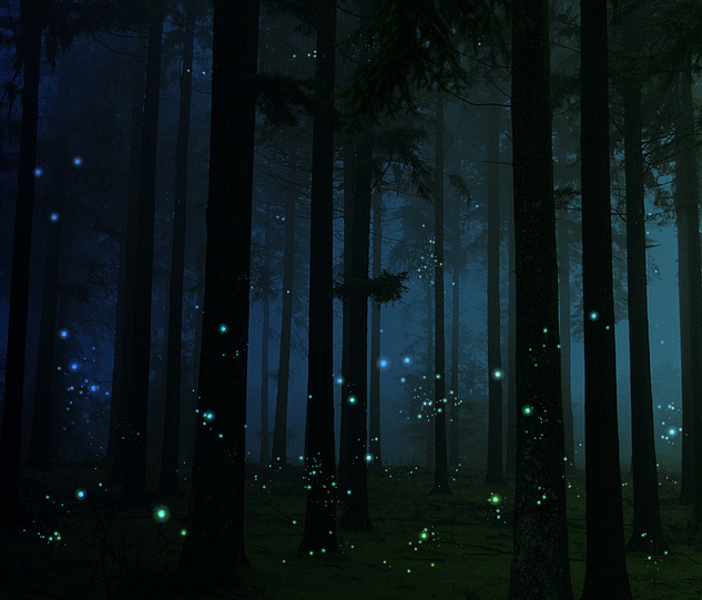 Passeggiata notturna Con la luna e le lucciole nei boschi dei Saraceni