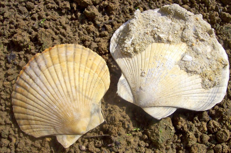 Festa della Riserva Naturale della Val Sarmassa - Con la luna e le lucciole nei boschi dei saraceni 