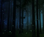 Passeggiata notturna Con la luna e le lucciole nei boschi dei Saraceni