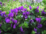 Le violette