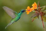 La scuola e il colibrì