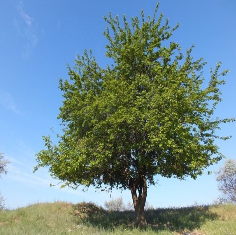 Il gelso del parco del Borbore